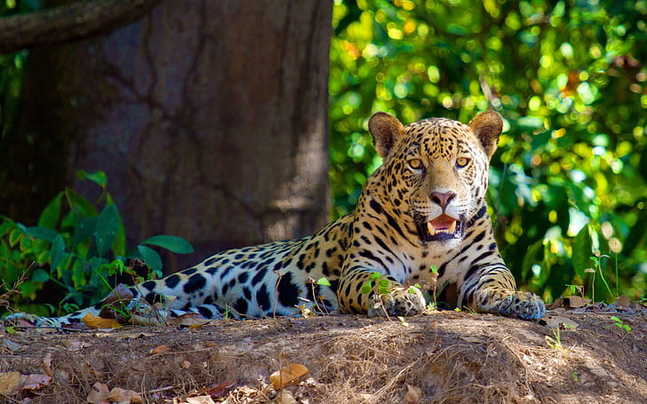 Köttätande jaguaren vilar i skuggan, köttätare, Jaguar, vila, skugga, HD tapet