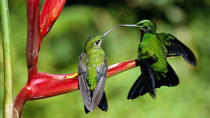 Colibrí, colibríes, pareja, Fondo de pantalla HD | Wallpaperbetter