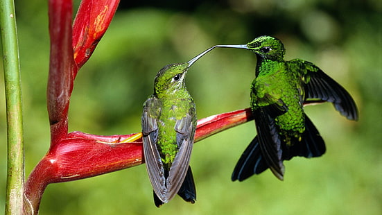 Kolibri, Kolibris, Paar, HD-Hintergrundbild HD wallpaper