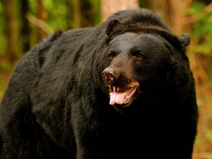 медведь, хищник, открытый рот, коричневый, медведь, хищник, открытый рот, коричневый, HD обои