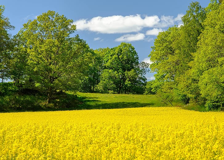 поле, дървета, пролет, Швеция, изнасилване, HD тапет