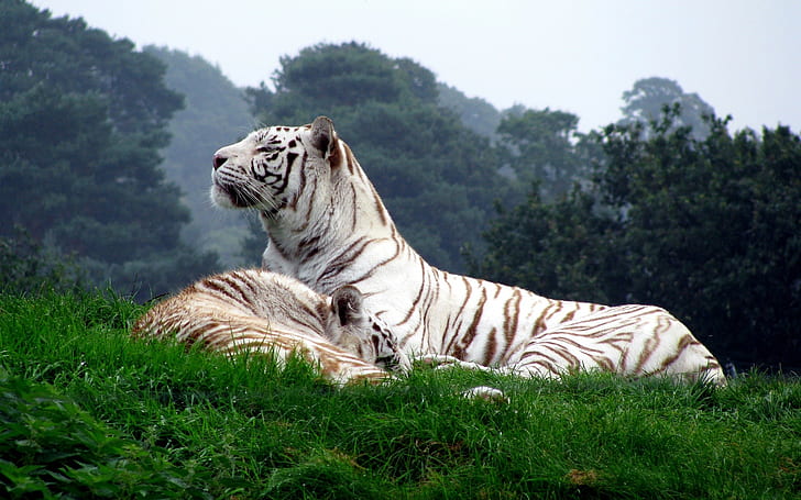 tiger, vita tigrar, djur, natur, stora katter, HD tapet