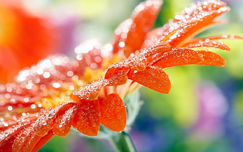 flor pelada roja y blanca, gotas de agua, flores, Fondo de pantalla HD HD wallpaper