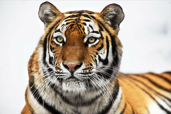 тигр, животные, крупным планом, желтые глаза, глаза животных, HD обои