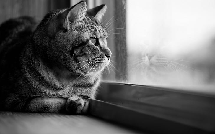 monochrome, window, looking away, cat, HD wallpaper