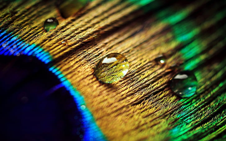 Pluma de pavo real, gotas de agua, fotografía macro, foto selectiva de gotas de agua, pavo real, pluma, agua, gotas, macro, fotografía, Fondo de pantalla HD