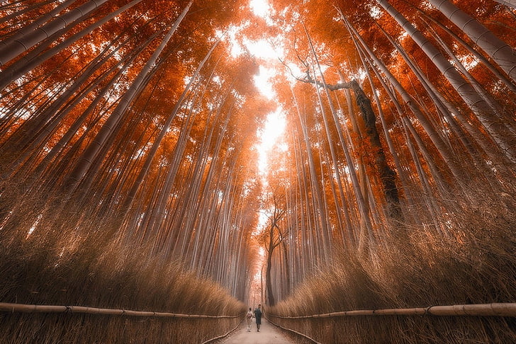 коричневые деревья, красные лиственные деревья, бамбук, лес, осень, Япония, деревья, путь, солнечный свет, природа, пейзаж, HD обои