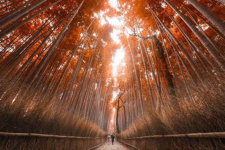 arbres bruns, arbres à feuilles rouges, bambou, forêt, automne, Japon, arbres, chemin d'accès, lumière du soleil, nature, paysage, Fond d'écran HD HD wallpaper