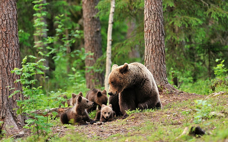 Bears family in forest HD, bears, trees, forest, animals, HD, HD wallpaper