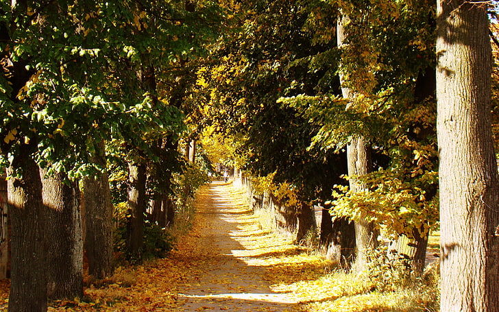 forest, path, fall, HD wallpaper