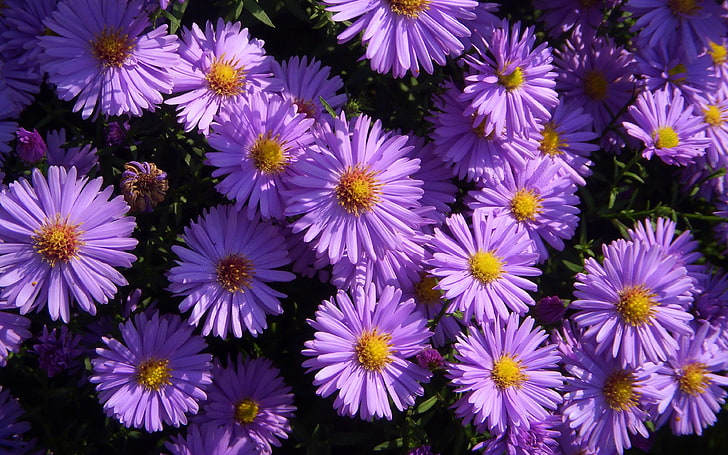 Fioletowe Astry Kwiaty Letnie stokrotki Kolory późnego lata i jesieni Tapeta Hd 3840 × 2400, Tapety HD