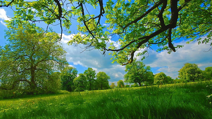 été, herbe, arbres, vert, branches, ciel, beauté naturelle, été, herbe, arbres, vert, branches, ciel, beauté naturelle, Fond d'écran HD