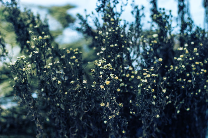 نبات مزهر أصفر ، نباتات ، ماكرو ، روسيا، خلفية HD
