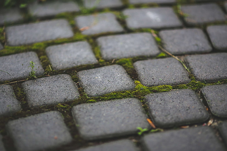 garden, moss, patio, pavement, paving stones, sett, sidewalk, stones, HD wallpaper