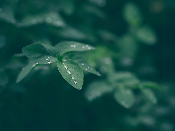 grünblättrige Pflanzen, Tau, Blatt, Tropfen, HD-Hintergrundbild