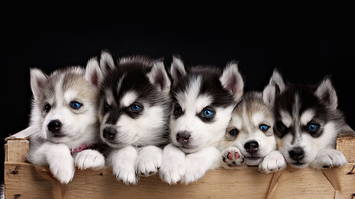 lima anak anjing Siberia husky, Husky, anak anjing, binatang lucu, 4k, Wallpaper HD