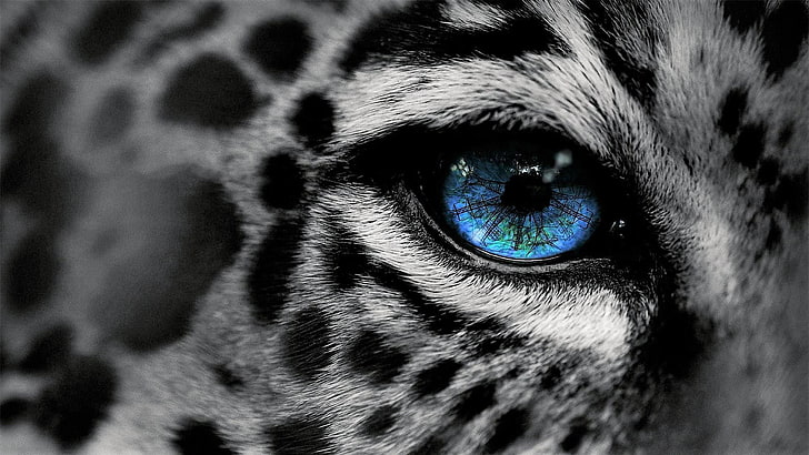 hitam, margasatwa, hitam dan putih, mata indah, penuh warna, mata, monokrom, jaguar, close up, kucing besar, Wallpaper HD