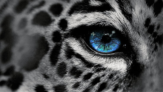 чёрный, живая природа, чёрно-белое, красивые глаза, красочные, глаз, монохромный, ягуар, крупный план, большие кошки, HD обои HD wallpaper
