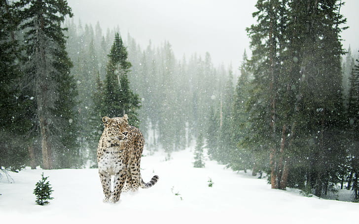 눈, 표범, 페르시아, 겨울, HD 배경 화면