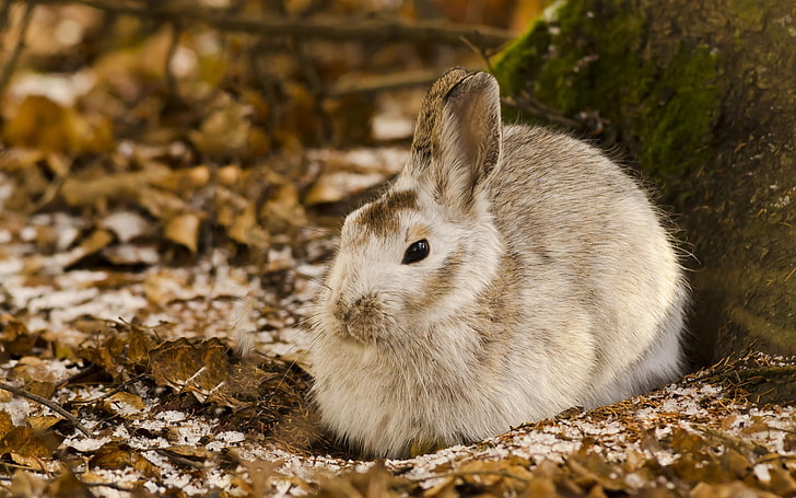 braune und weiße Tabbykatze, Tiere, Kaninchen, Natur, HD-Hintergrundbild