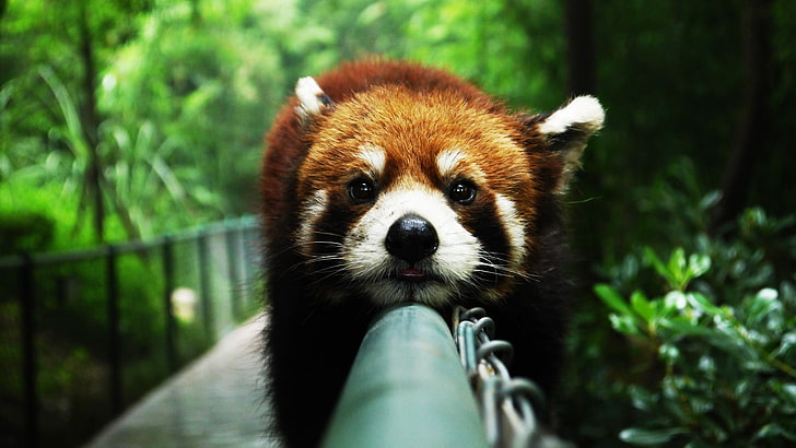 röd panda, närbild, djur, röd panda, atmosfär, lat, HD tapet