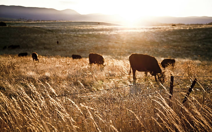 sunlight farm fence landscape cows animals field, HD wallpaper