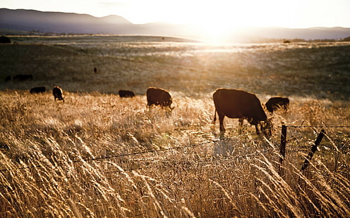 sunlight farm fence landscape cows animals field, HD wallpaper HD wallpaper
