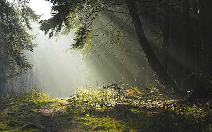 Natur, Wald, HD-Hintergrundbild