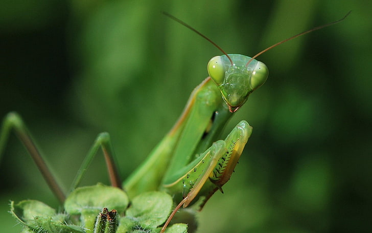 praying mantis, mantis, grass, green, HD wallpaper