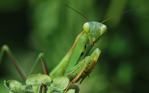 praying mantis, mantis, grass, green, HD wallpaper HD wallpaper