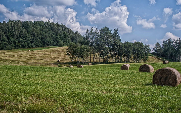 ラトビアの風景、ラトビア、フィールド、雲、木、風景、 HDデスクトップの壁紙