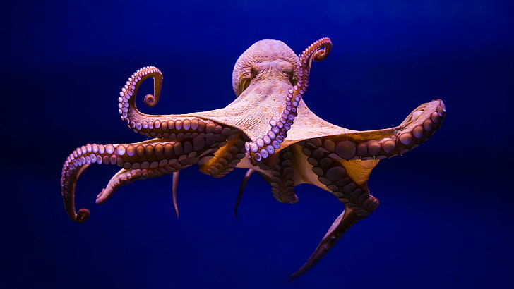 octopus, cephalopod, marine invertebrates, invertebrate, organism, marine biology, squid, HD wallpaper
