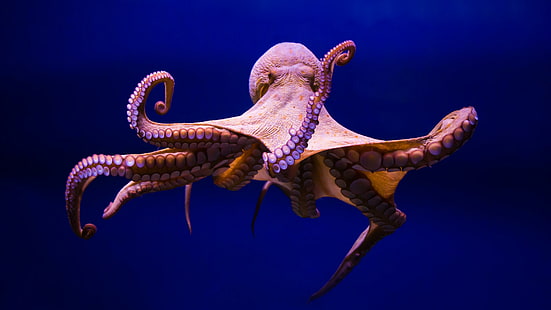 осьминог, головоногий, морские беспозвоночные, беспозвоночные, организм, морская биология, кальмар, HD обои HD wallpaper