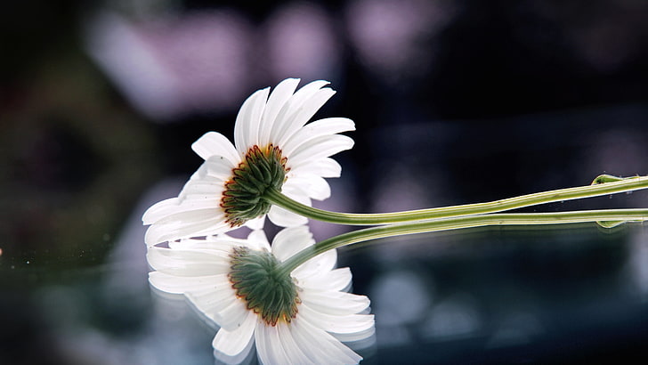 白いデイジーの花、ガーベラ、花、反射、表面、 HDデスクトップの壁紙