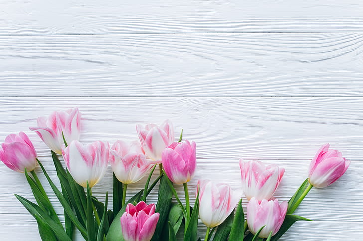flores, fondo, primavera, tulipanes, Fondo de pantalla HD
