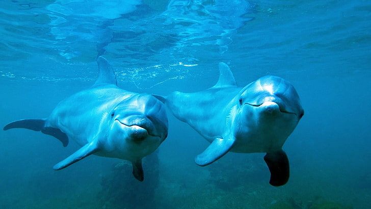 delfiny pod wodą, Tapety HD