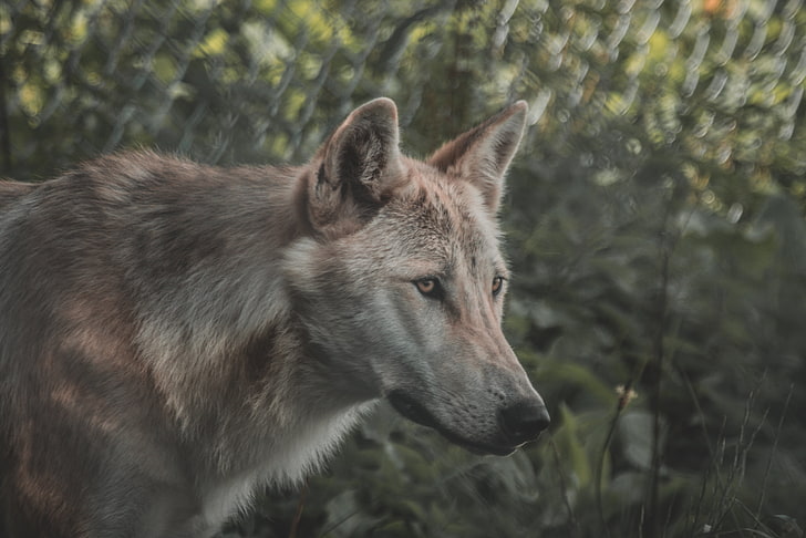 회색 늑대, 풍경, 늑대, HD 배경 화면