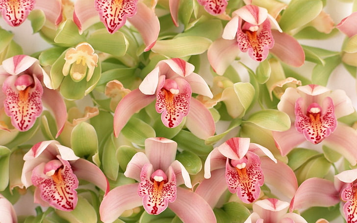 bunch of pink petaled orchid flowers, orchids, flowers, spotted, close-up, HD wallpaper