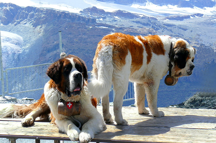 two adult brown-and-white St. Bernards, st bernards, dogs, mountains, snow, rescuers, HD wallpaper