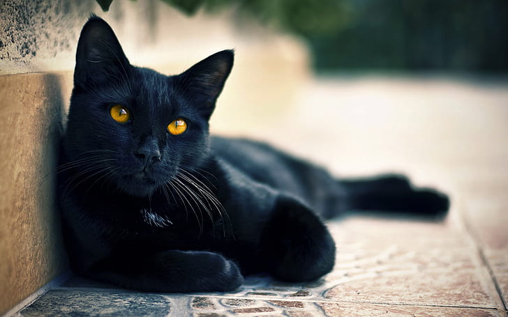 Uliczne oczy czarnego kota, kot bombajski, ulica, czarny, kot, oczy, Tapety HD