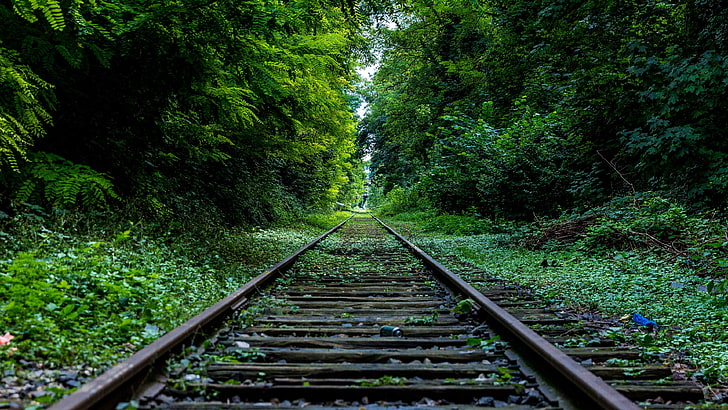 pista, tra, ferrovia, ferrovia, natura, verde, sentiero, foresta, albero, erba, Sfondo HD