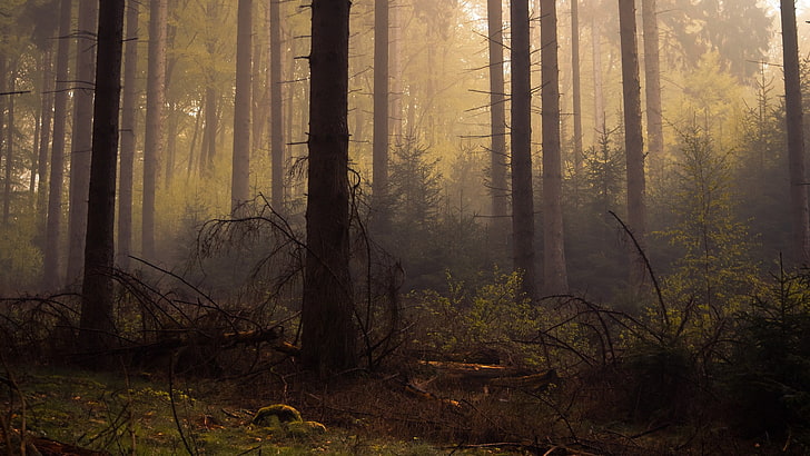 лес, деревья, туман, мертвые деревья, HD обои