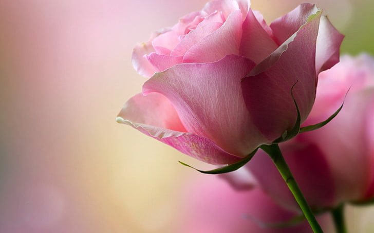 pink rose, rose, stem, plant, flower, HD wallpaper