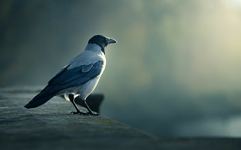 birds, crow, HD wallpaper HD wallpaper