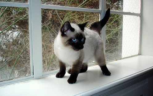 Seal Point Kucing Siam, kucing bulu pendek abu-abu dan hitam, kucing siam, cantik, lincah, Wallpaper HD HD wallpaper
