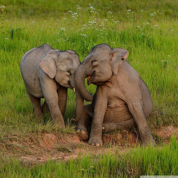zwei graue Elefanten, Elefanten, Tiere, HD-Hintergrundbild