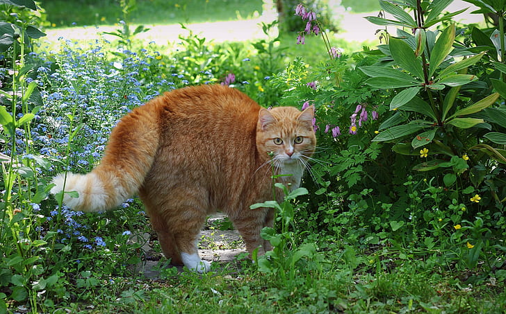แมวสีแดงลายหญ้าลายหญ้า, วอลล์เปเปอร์ HD
