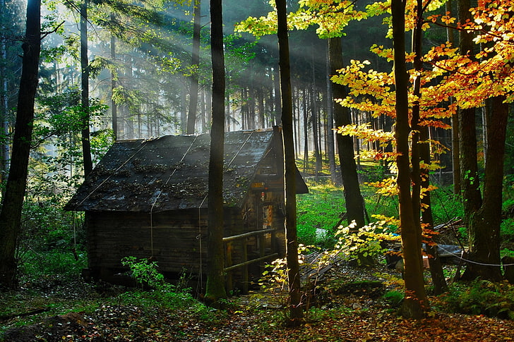 casa de madeira marrom, madeira, alojamento, outono, folhas, brilho, manhã, HD papel de parede
