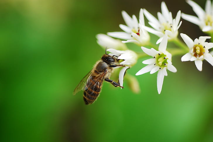 fotografia płytkiej ostrości pszczoły siedzącej z białymi płatkami kwiatów, pracowita pszczoła, płytka ostrość, fotografia, biały, kwiaty, owad, nikon D200, 60mm, f / 2.8, mikro, makro, nikkor, wiosna, pszczoła, natura, zapylanie, kwiat, pyłek , zbliżenie, zwierzę, roślina, lato, Tapety HD