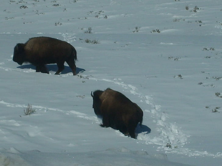 Bison Climbing Up Snowy Hillside., snow, bison, yellowstone, lamar valley, animals, HD wallpaper
